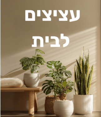 עציצים לבית