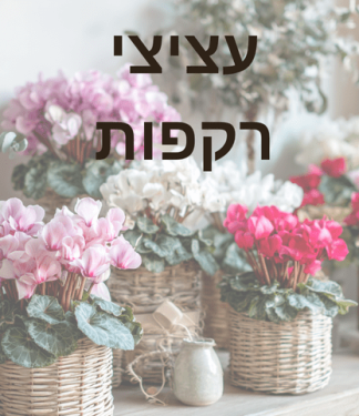 רקפות